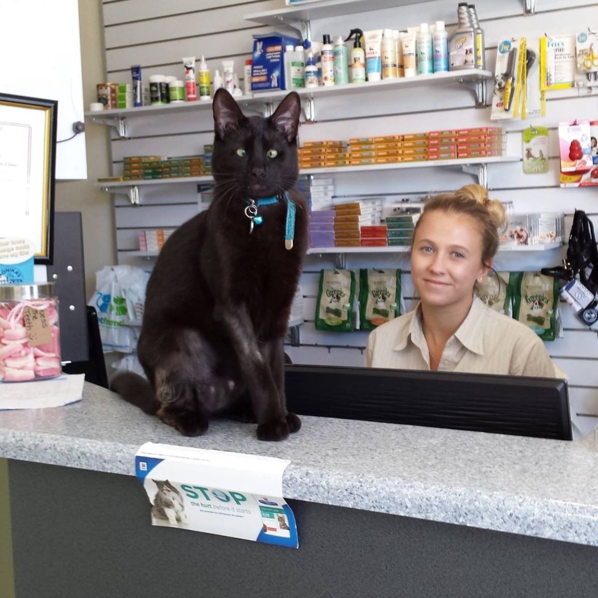 Katze in der Klinik mit einer Mitarbeiterin