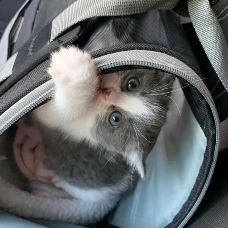 Katze in einer Tasche