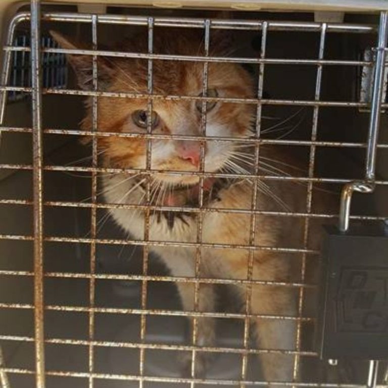 Katze in einer Transportbox