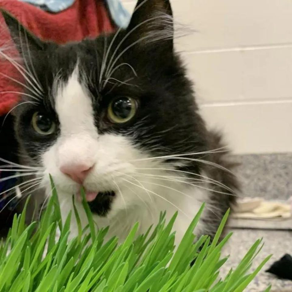 Katze leckt Gras