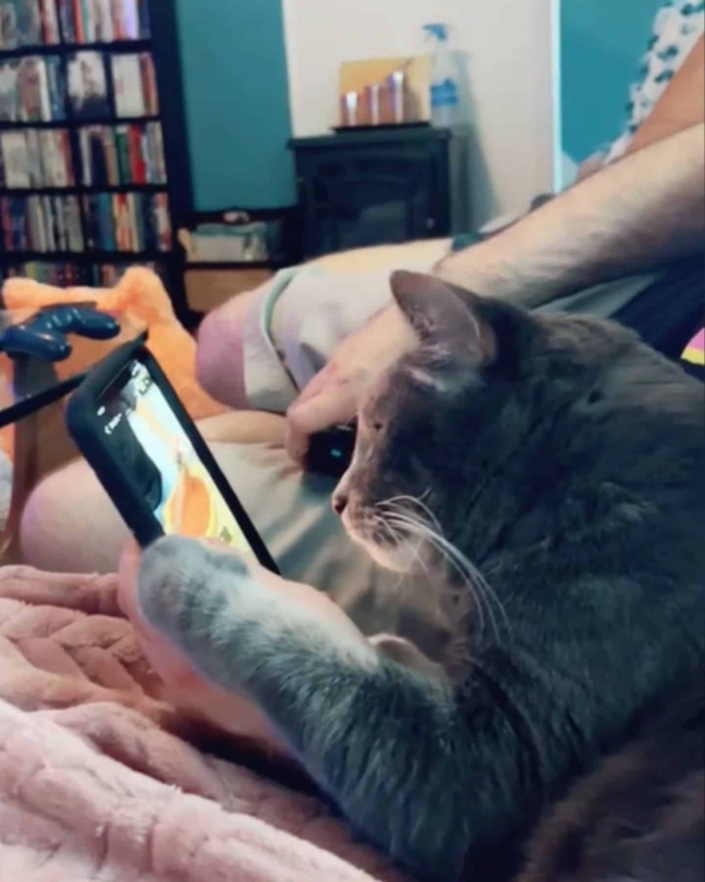 Katze liebt TikTok