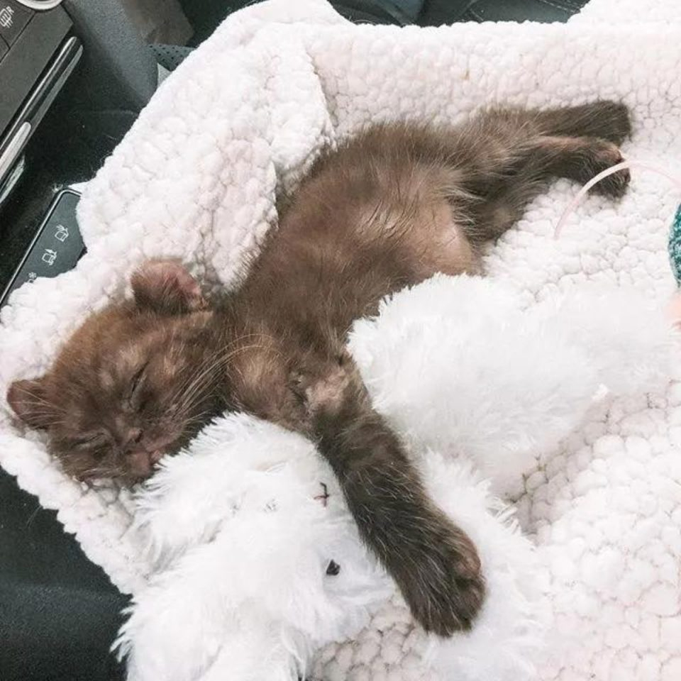 Katze liegt mit einem Kuscheltier