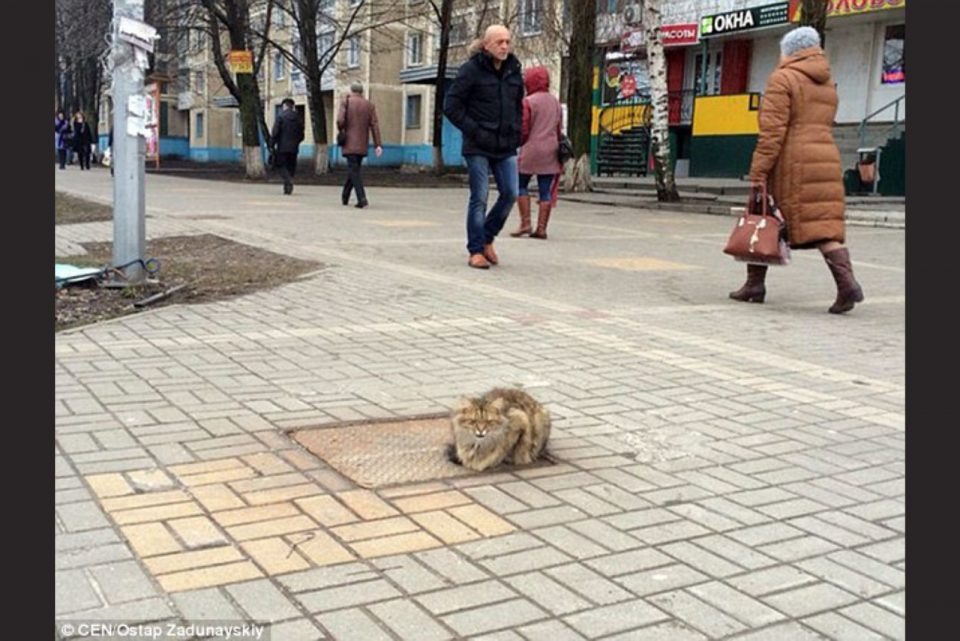 Katze liegt mitten auf der Straße