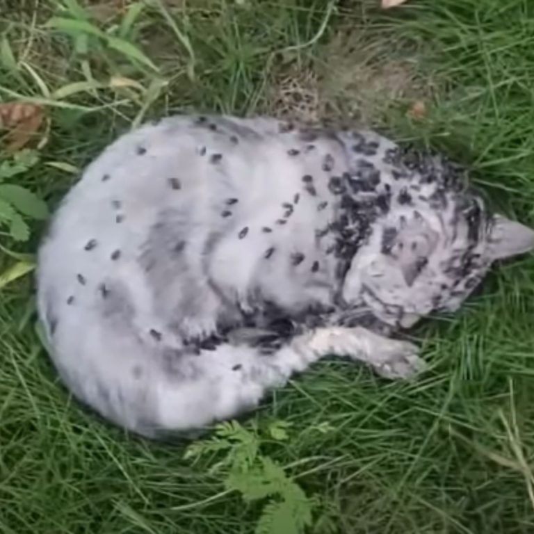 Katze mit Fliegen uebersaet liegt im Gras