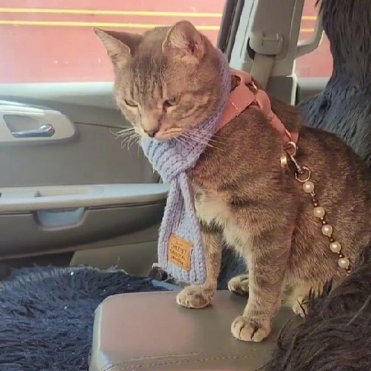 Katze mit Schal im Auto