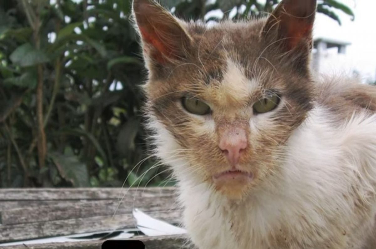 Katze mit Schmutz im Gesicht