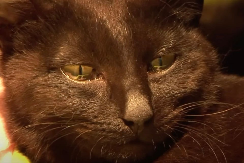 Katze mit Traenen in den Augen