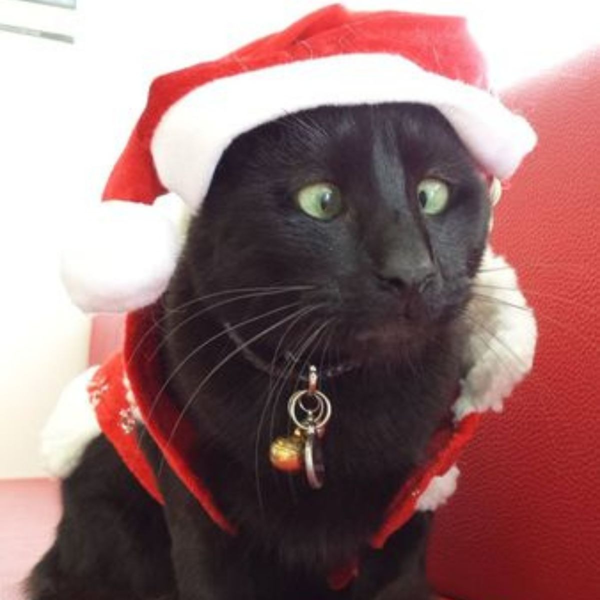 Katze mit einer Weihnachtsmuetze