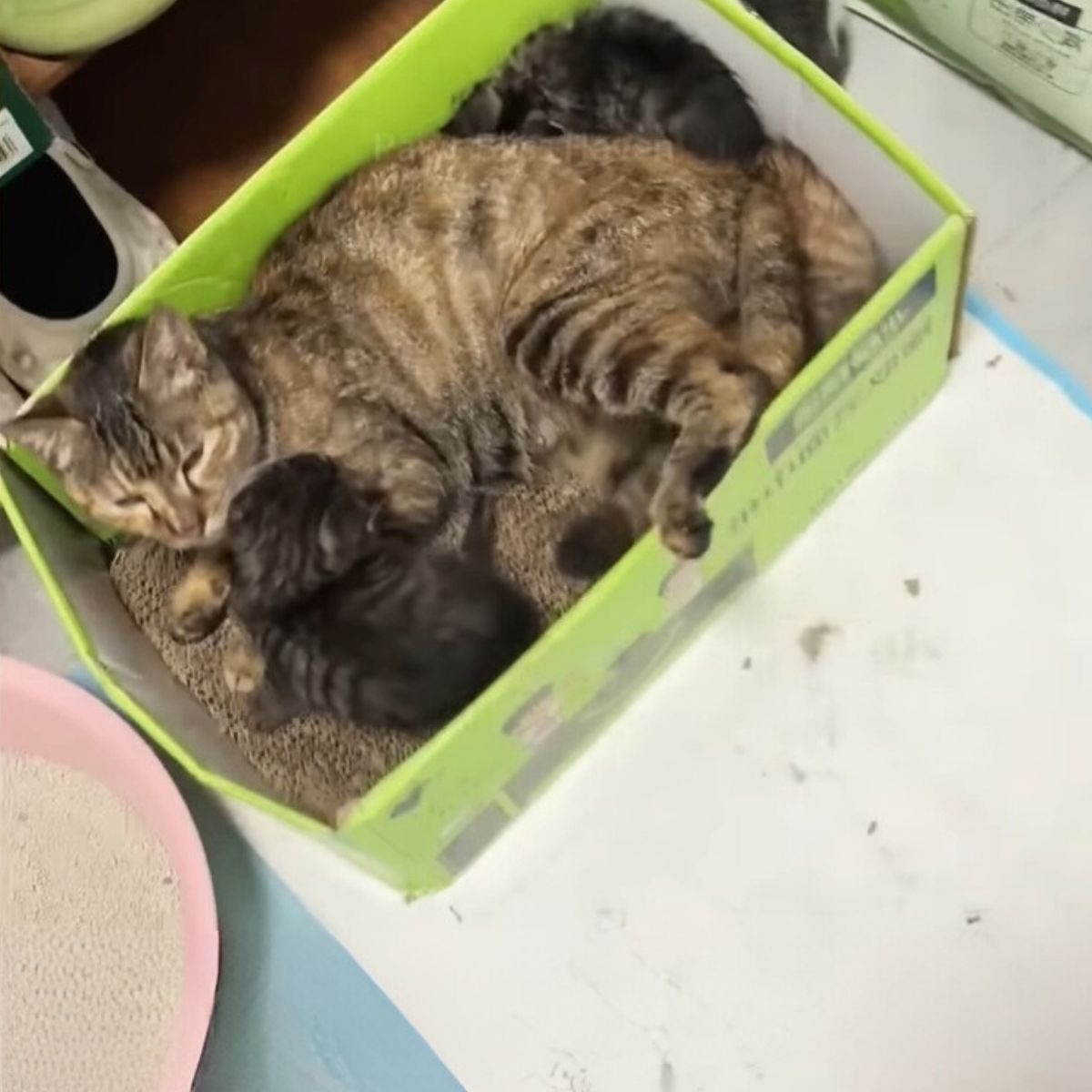 Katze mit zwei Katzenbabys im Karton