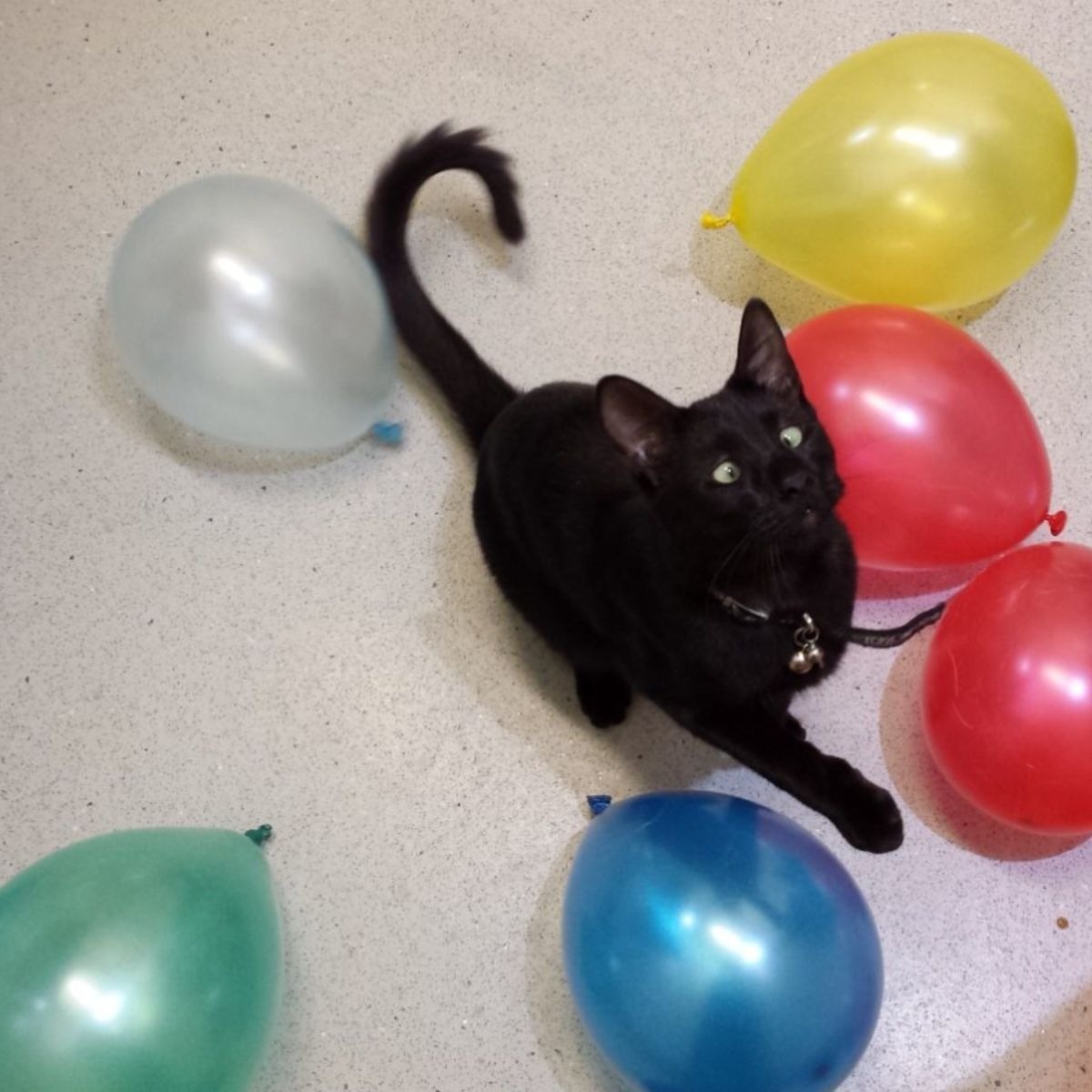 Katze neben Ballons