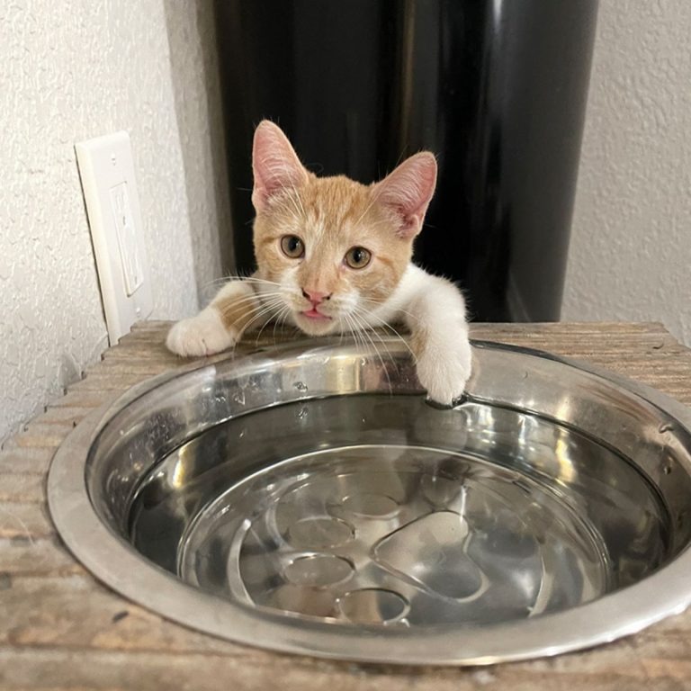 Katze neben einer Schuessel mit Wasser