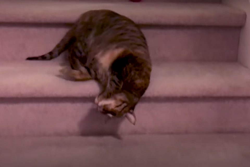 Katze rollt auf der Treppe