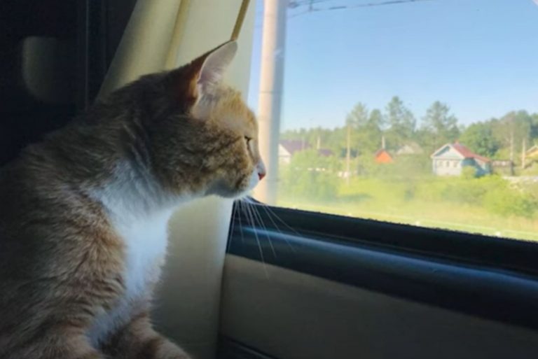 Katze sieht auf dem Zugfenster