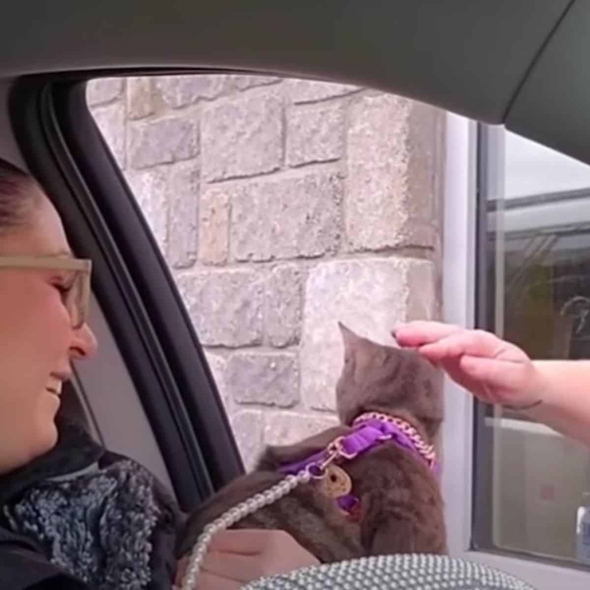 Katze sieht aus dem Autofenster