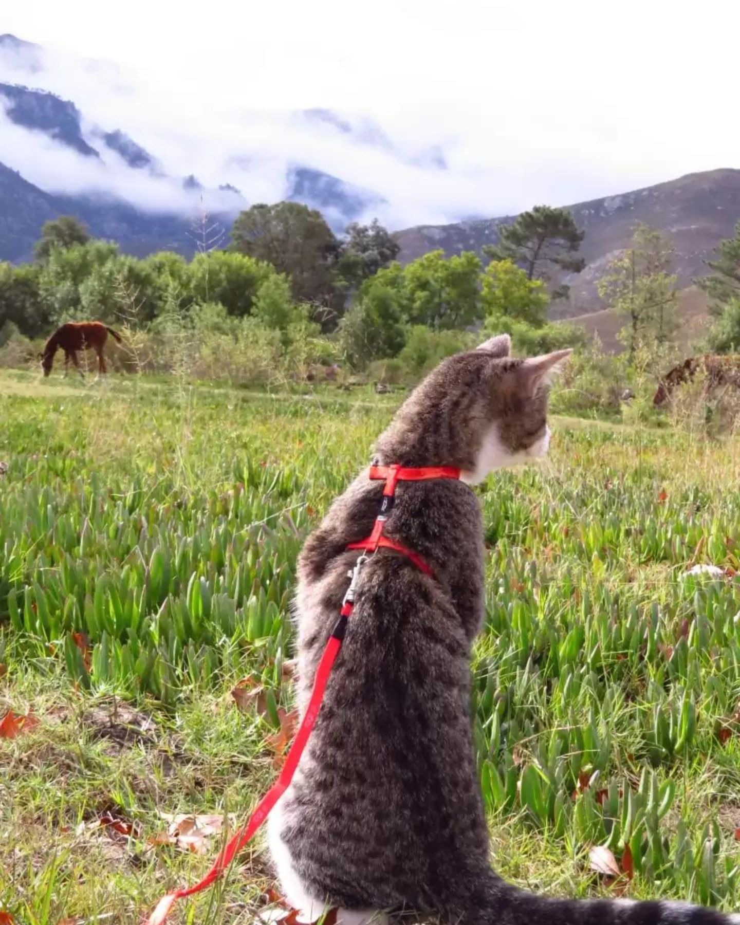 Katze sitzt auf Gras