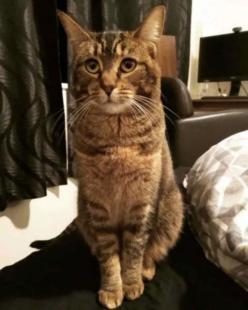 Katze sitzt auf dem Bett