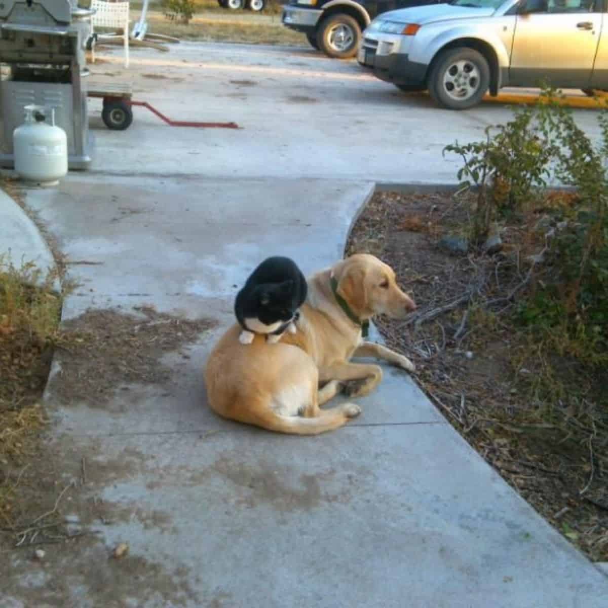 Katze sitzt auf dem Hund