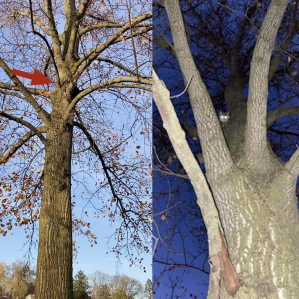 Katze sitzt fest auf einem Baum