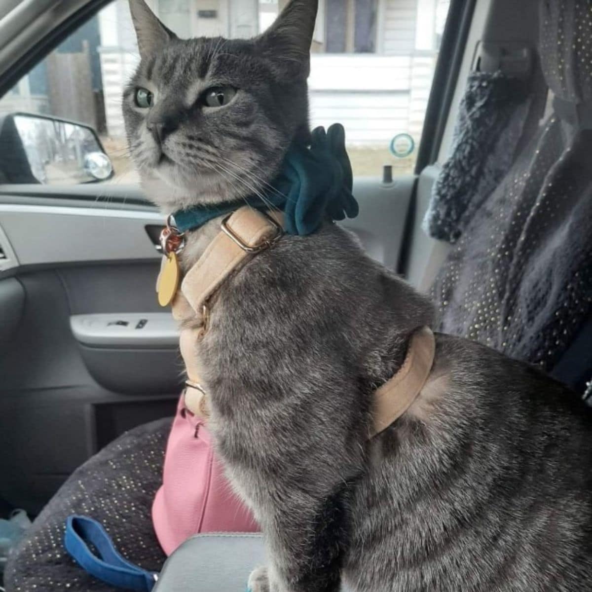 Katze sitzt im Auto