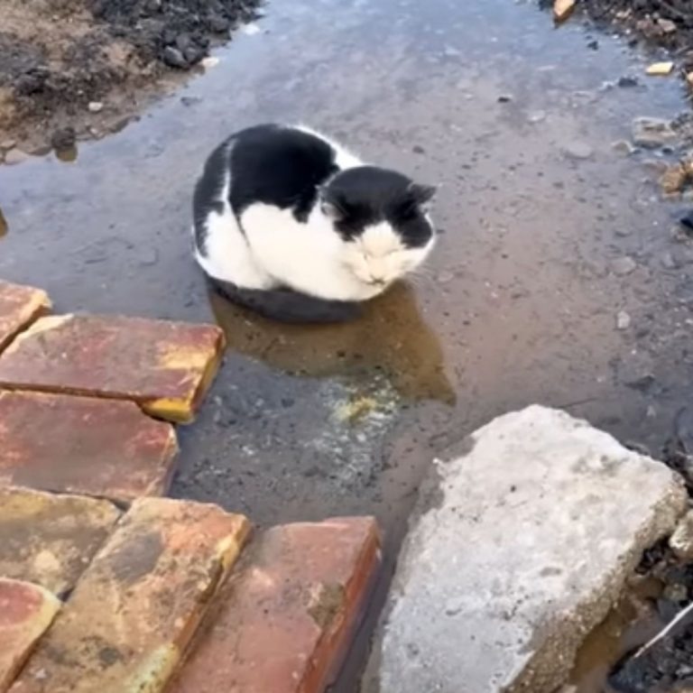 Katze sitzt in einer Pfuetze