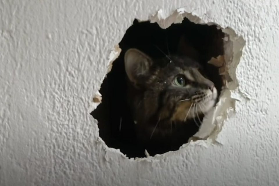 Katze spaeht durch ein Loch in der Wand