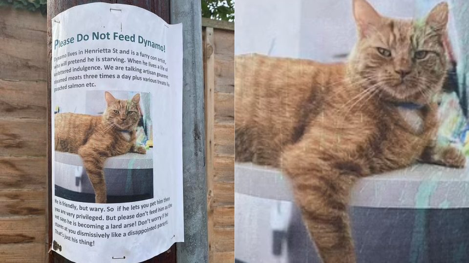 Katze taeuscht Hunger vor und ihr Besitzer merkte das