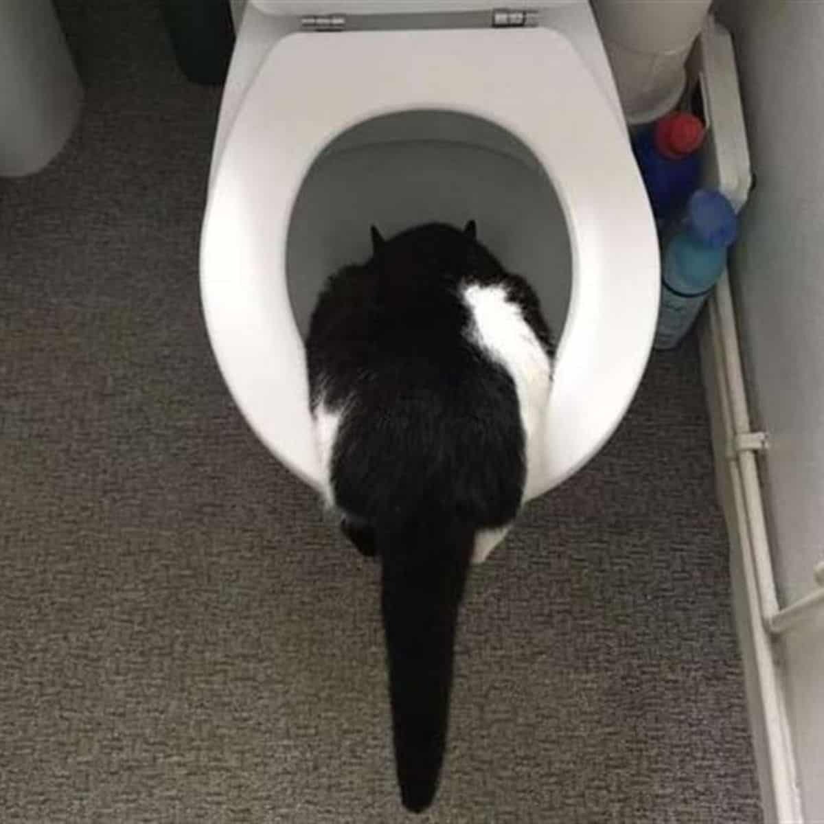 Katze trinkt aus der Toilette