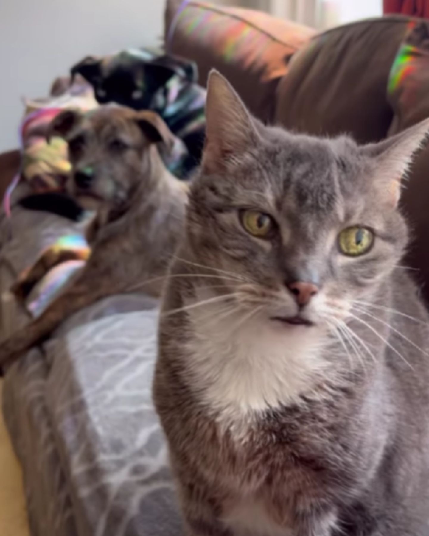 Katze und Hund auf dem Sofa