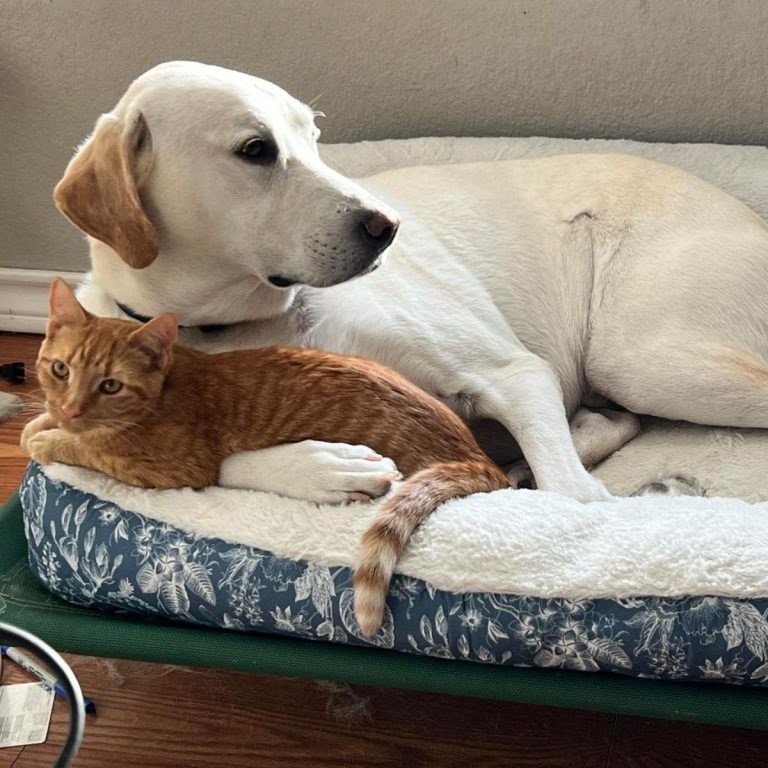 Katze und Hund liegen zusammen