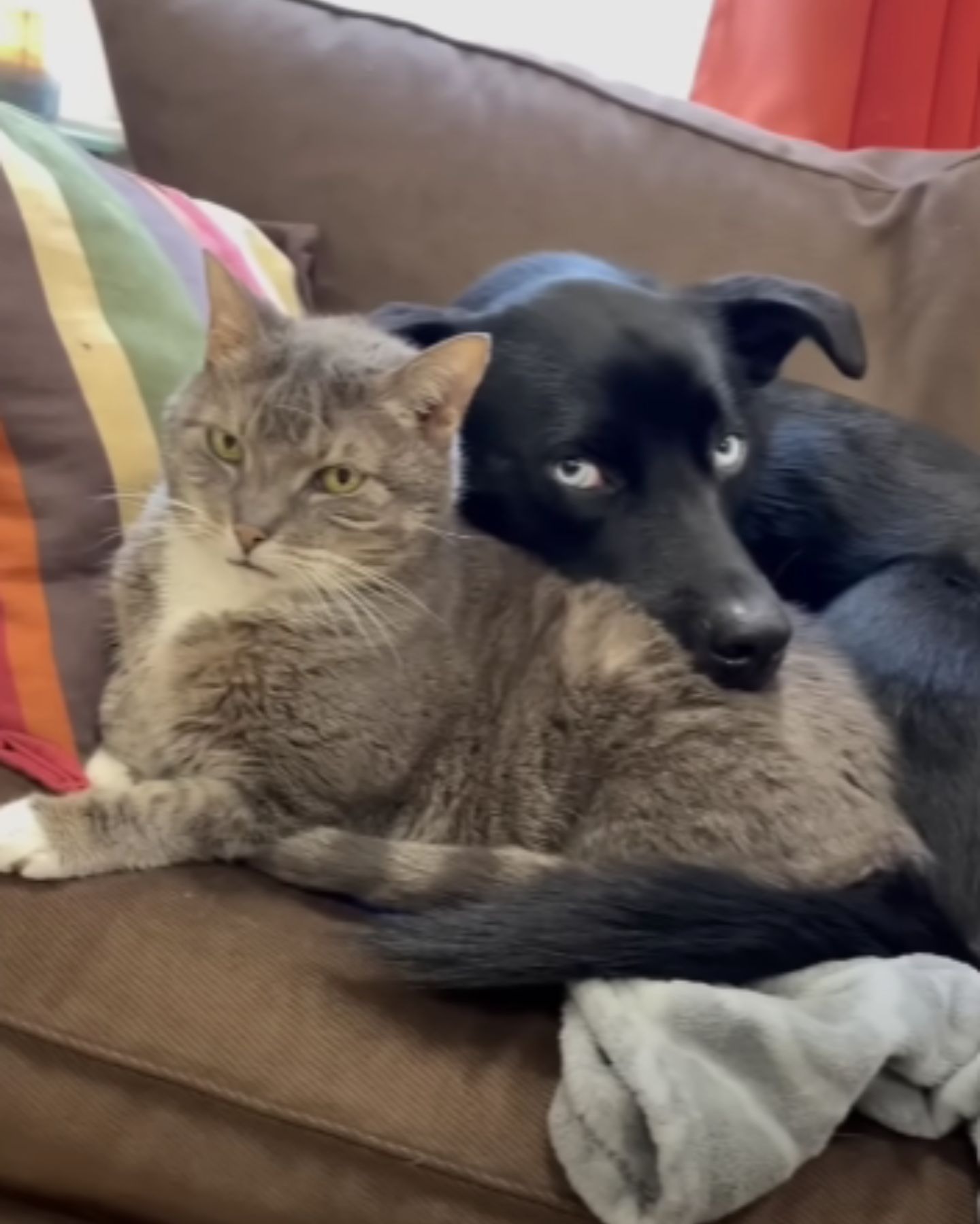 Katze und Hund liegen zusammen