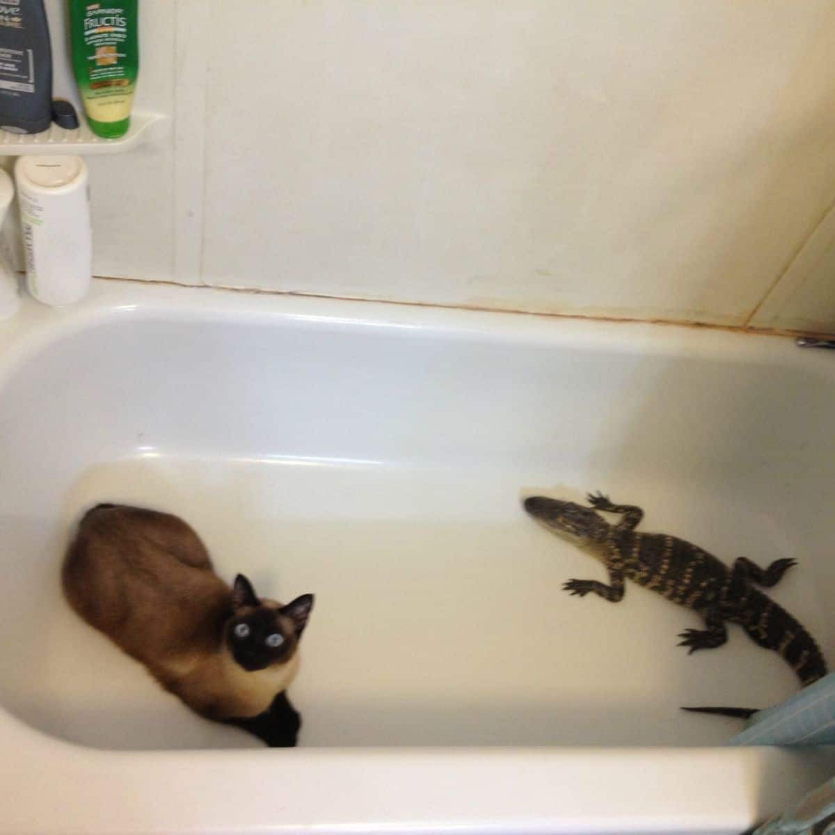 Katze und ein Reptil in der Badewanne