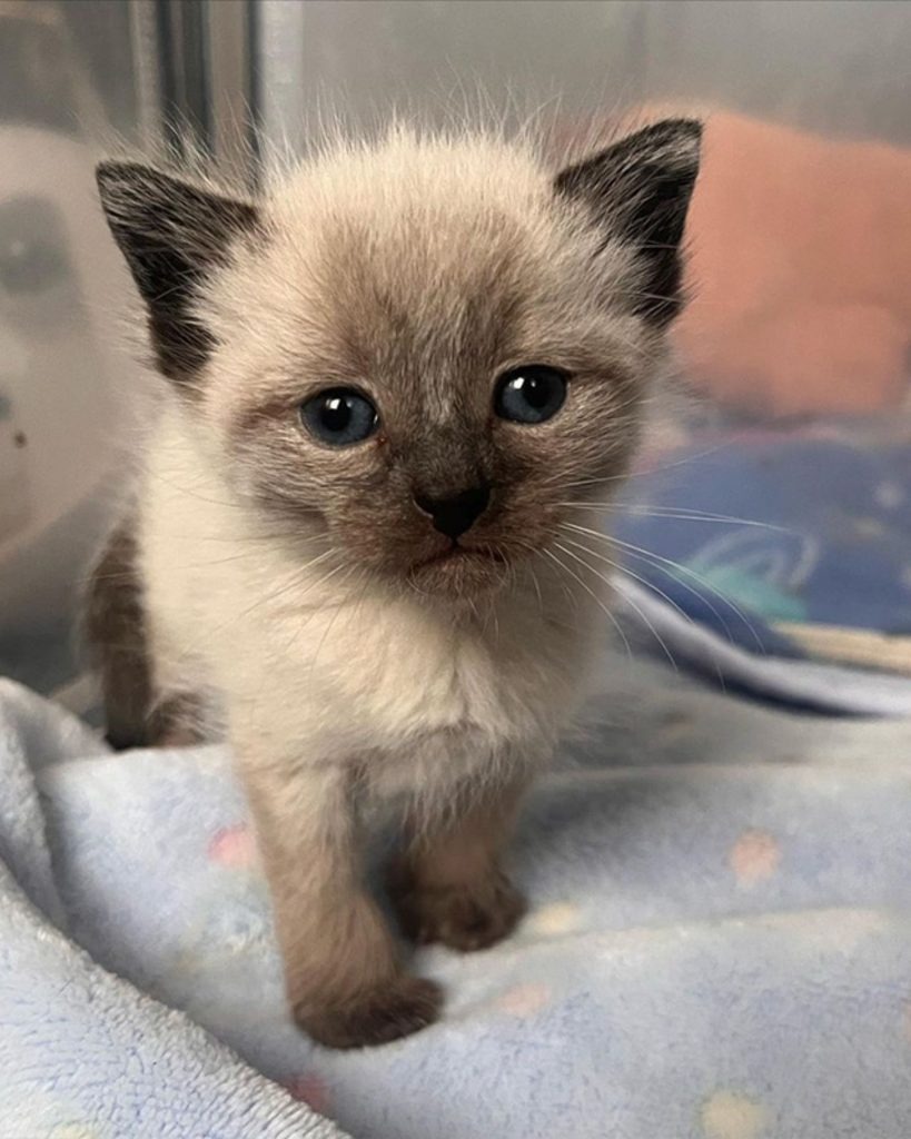 Katzenbaby auf blauer Decke