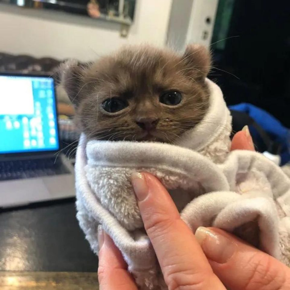 Katzenbaby eingewickelt in eine kleine Decke