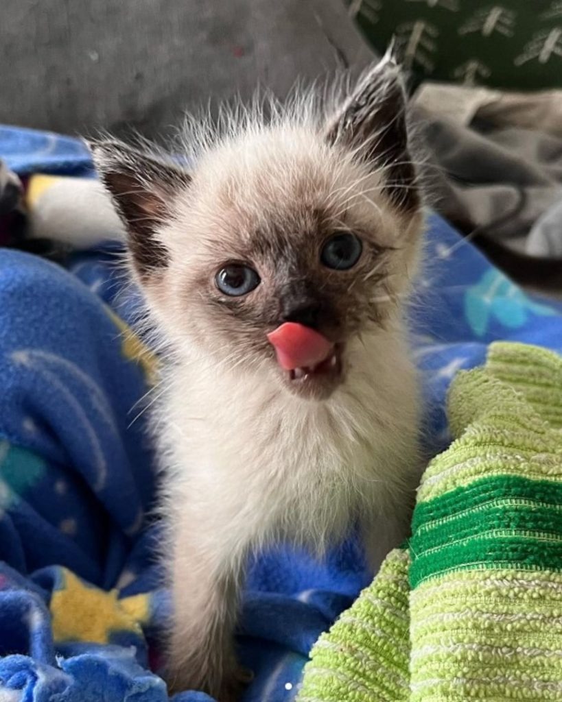 Katzenbaby mit ausgestrecker Zunge