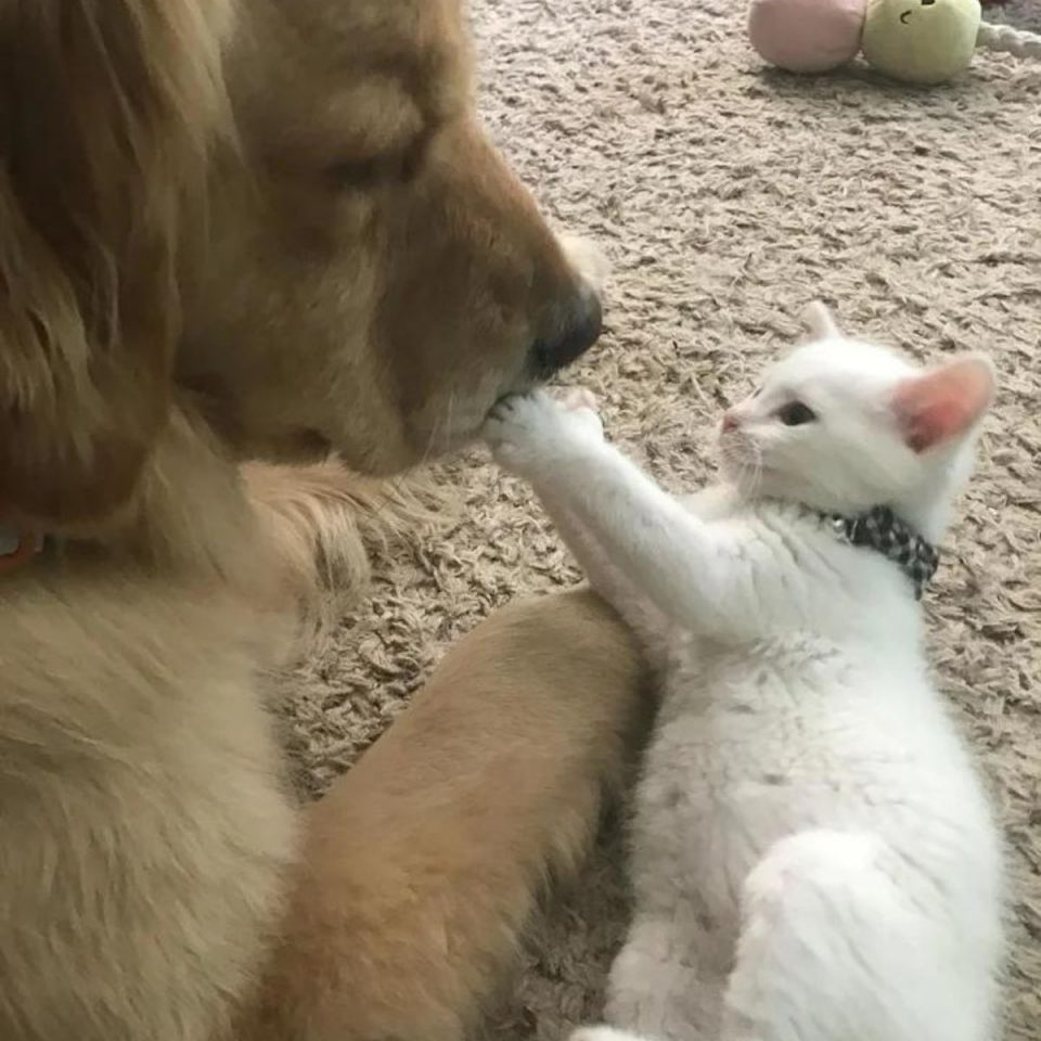 Katzenbaby spielt mit Hund