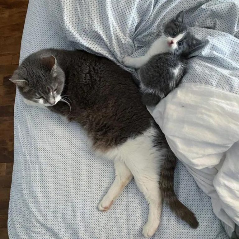 Katzenbaby und große Katze liegen auf einem Bett