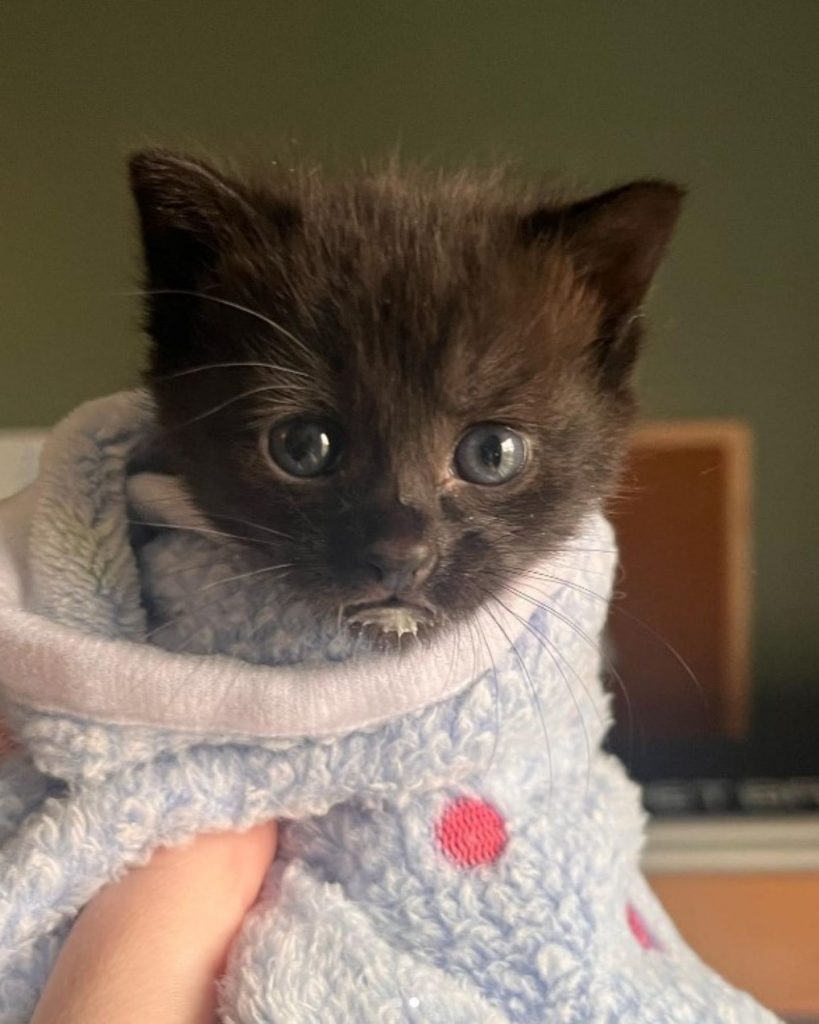 Kleine Katze eingewickelt in eine Decke