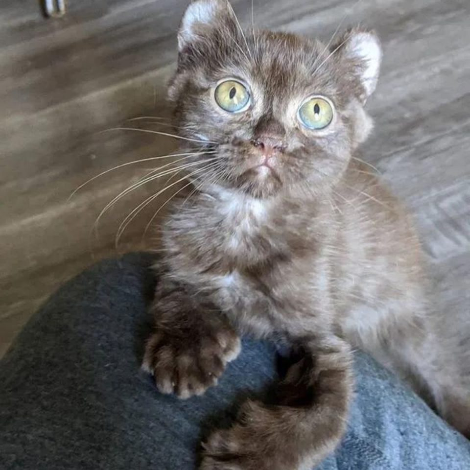 Kleine Katze mit großen gruenen Augen