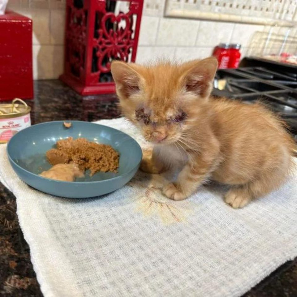 Kleine blinde Katze neben Futter