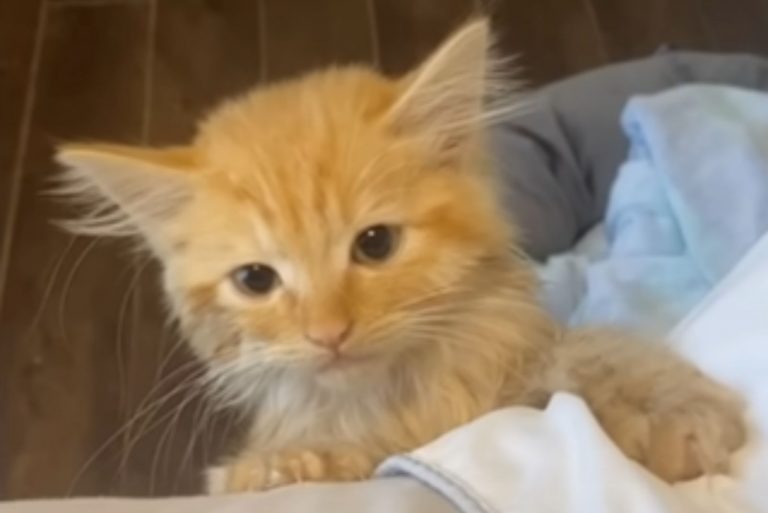 Kleine orange Katze