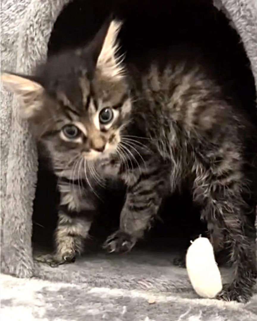 Kleines Katzenbaby im Katzenhaus