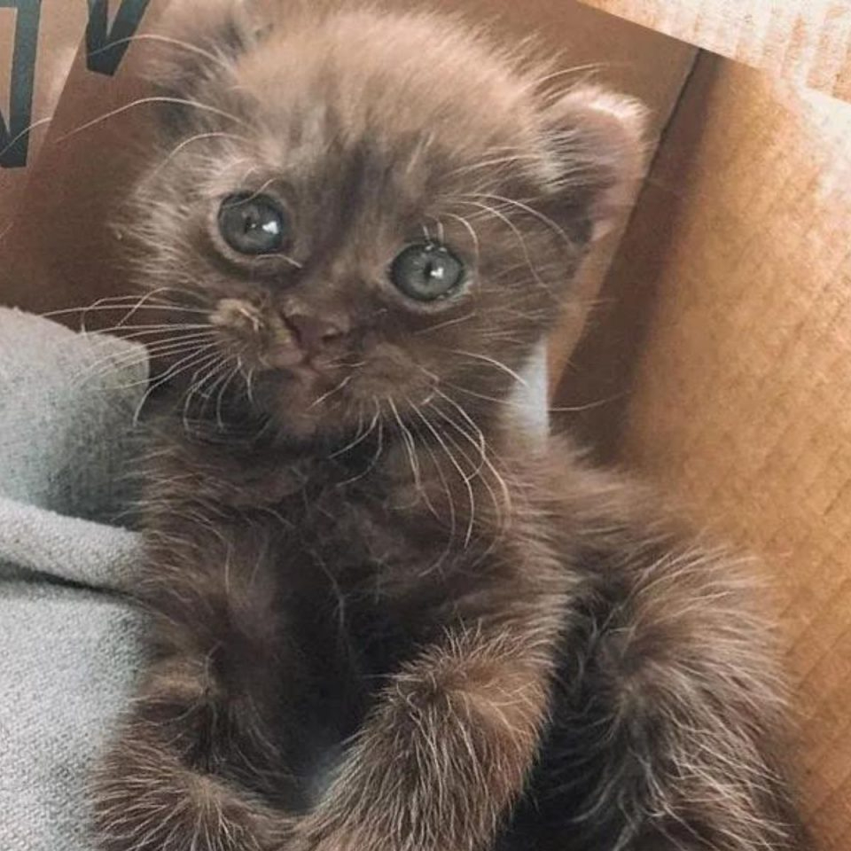 Kleines braunes Katzenbaby mit Teddybaer-Ohren