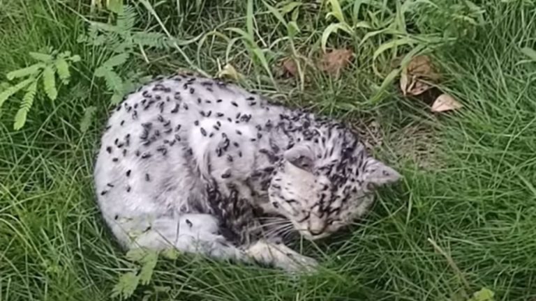 Leblose mit Fliegen uebersaete Katze