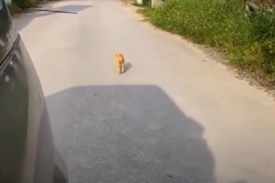 Orange Katze folgt einem Auto