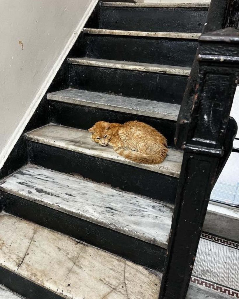 Orange Katze liegt auf der Treppe