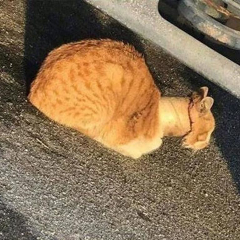 Orange Katze mit Klebebandrolle um den Hals