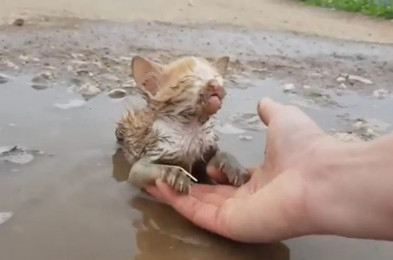 Person hebt Katze aus der Pfuetze