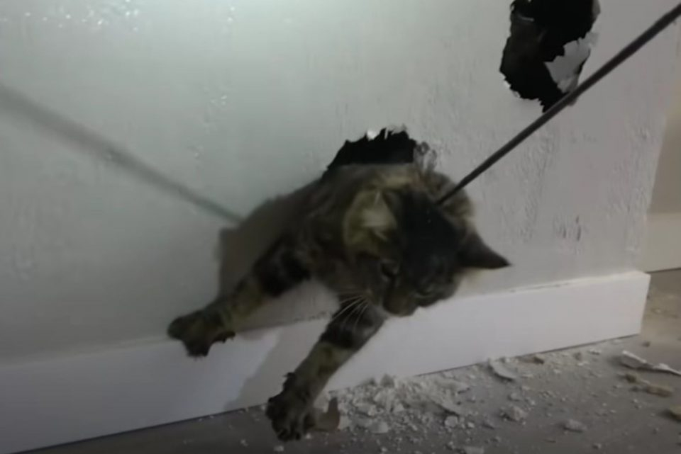 Rettung der Katze aus der Wand