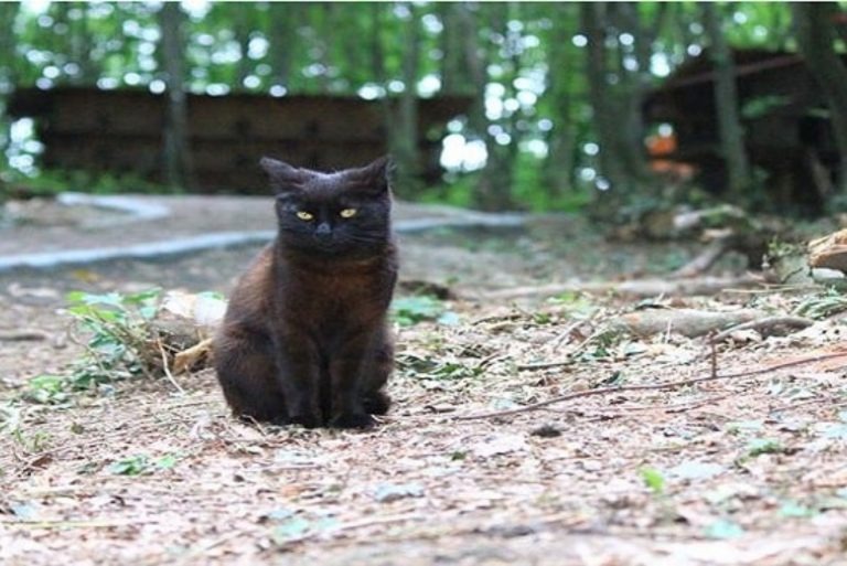 Schwarze Katze in der Natur