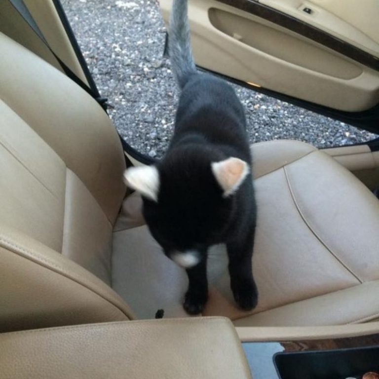 Schwarze Katze in einem Auto